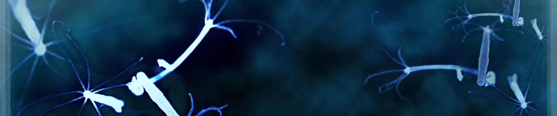Сайт kraken darknet